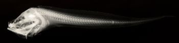 Media type: image;   Ichthyology 67940 Aspect: lateral xray